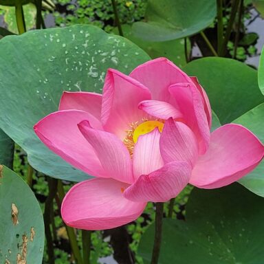 Lotus in Bali