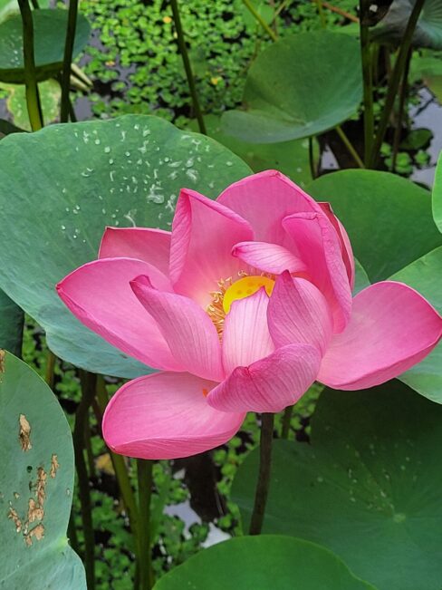 Lotus in Bali