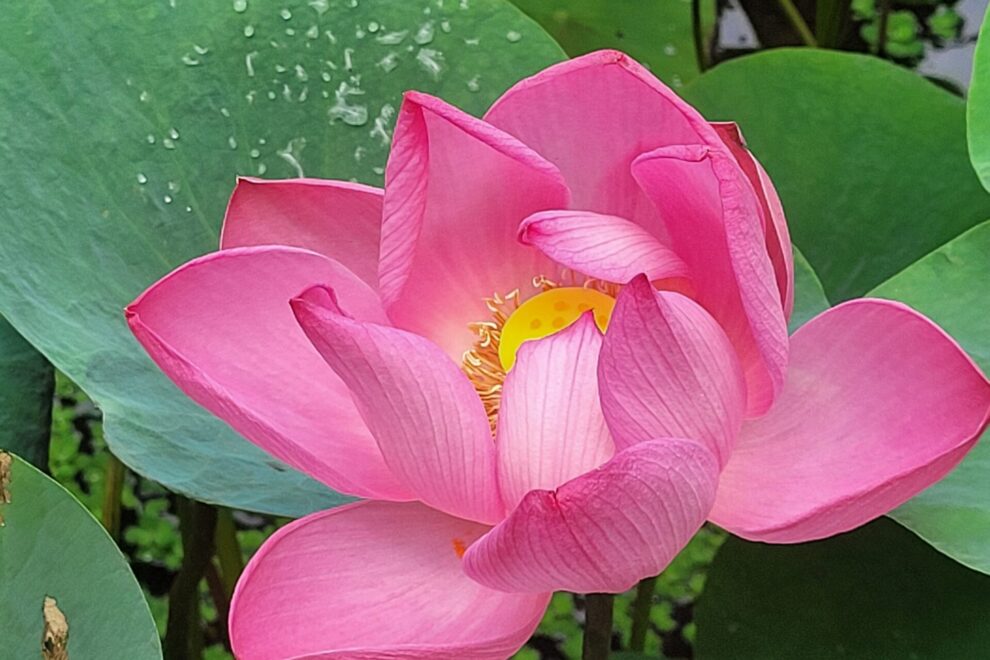 Lotus in Bali