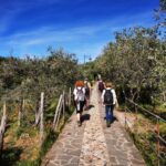 Hiking in Bella Italia - Olivetrees