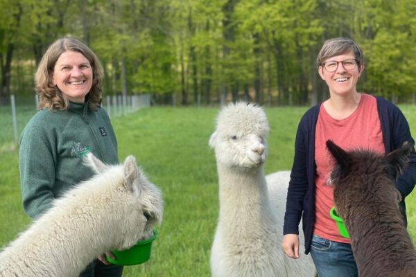 Alpaka am Foehrenbach